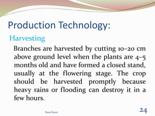 Production Technology:
Harvesting
Branches are harvested by cutting 10–20 cm
above ground level when the plants are 4–5
months old and have formed a closed stand,
usually at the flowering stage. The crop
should be harvested promptly because
heavy rains or flooding can destroy it in a
few hours.
Rana Nazer
24
 
