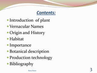 Contents:
Rana Nazer
3
 Introduction of plant
 Vernacular Names
 Origin and History
 Habitat
 Importance
 Botanical description
 Production technology
 Bibliography
 