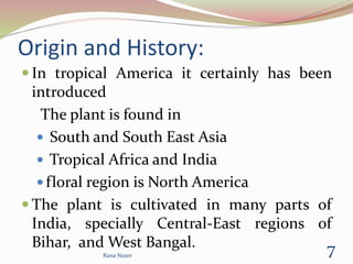 Origin and History:
 In tropical America it certainly has been
introduced
The plant is found in
 South and South East Asia
 Tropical Africa and India
 floral region is North America
 The plant is cultivated in many parts of
India, specially Central-East regions of
Bihar, and West Bangal.
Rana Nazer
7
 