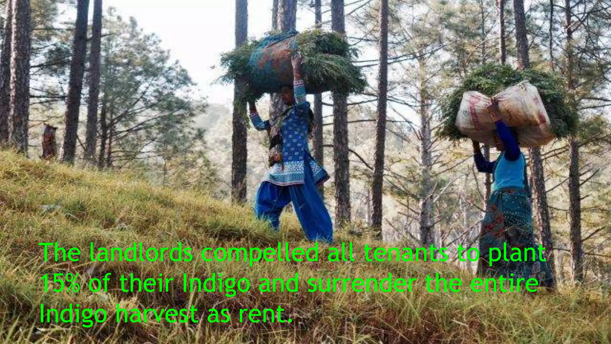 The landlords compelled all tenants to plant
15% of their Indigo and surrender the entire
Indigo harvest as rent.
 