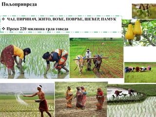  ЧАЈ, ПИРИНАЧ, ЖИТО, ВОЋЕ, ПОВРЋЕ, ШЕЋЕР, ПАМУК
 Преко 220 милиона грла говеда
Пољопривреда
 