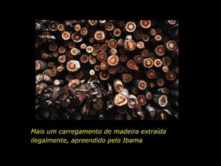 Mais um carregamento de madeira extraída ilegalmente, apreendido pelo Ibama  