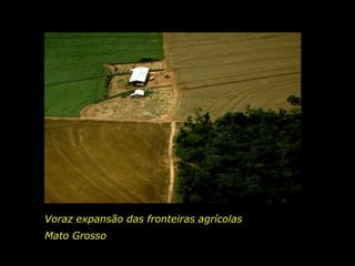Voraz expansão das fronteiras agrícolasMato Grosso 