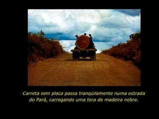 Carreta sem placa passa tranqüilamente numa estrada          do Pará, carregando uma tora de madeira nobre.  