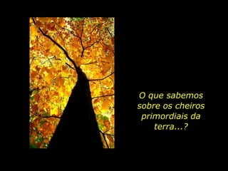 O que sabemos  sobre os cheiros primordiais da terra...?