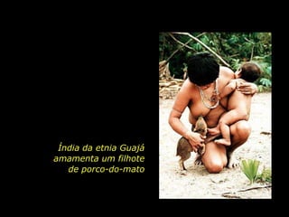 Índia da etnia Guajá                     amamenta um filhote                de porco-do-mato 