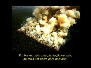 Em breve, mais uma plantação de soja,
                            ou mais um pasto para pecuária.

holdemqueen@hotmail.com
 