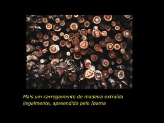 Mais um carregamento de madeira extraída
                     ilegalmente, apreendido pelo Ibama


holdemqueen@hotmail.com
 