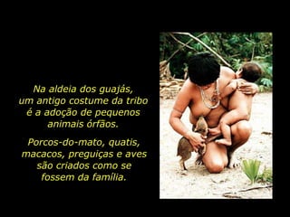 Na aldeia dos guajás,
         um antigo costume da tribo
          é a adoção de pequenos
               animais órfãos.
           Porcos-do-mato, quatis,
          macacos, preguiças e aves
             são criados como se
              fossem da família.


holdemqueen@hotmail.com
 