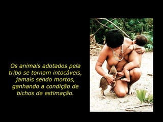 Os animais adotados pela
       tribo se tornam intocáveis,
          jamais sendo mortos,
         ganhando a condição de
           bichos de estimação.



holdemqueen@hotmail.com
 
