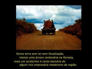 Numa terra sem lei nem fiscalização,  mais um acréscimo à conta bancária de  algum rico empresário madeireiro da região.  menos uma árvore centenária na floresta,  