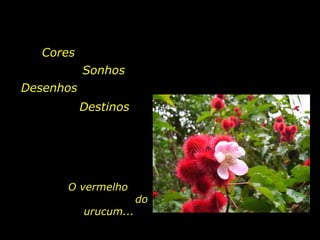 Cores O vermelho  do urucum...   Sonhos Desenhos Destinos 