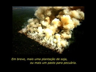 Em breve, mais uma plantação de soja,  ou mais um pasto para pecuária. 