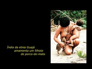 O que sabemos sobre a Bondade? Índia da etnia Guajá  amamenta um filhote  de porco-do-mato  