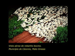 Vista aérea de rebanho bovino.
Município de Cáceres, Mato Grosso
holdemqueen@hotmail.com

 