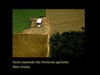 Voraz expansão das fronteiras agrícolas.
Mato Grosso
holdemqueen@hotmail.com

 