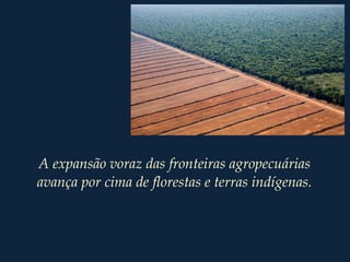 A expansão voraz das fronteiras agropecuárias
avança por cima de florestas e terras indígenas.
 