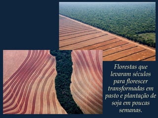 Florestas que
levaram séculos
para florescer
transformadas em
pasto e plantação de
soja em poucas
semanas.
 