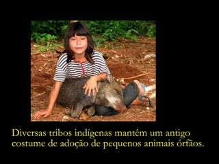 Diversas tribos indígenas mantêm um antigo costume de adoção de pequenos animais órfãos. 