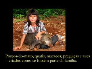 Porcos-do-mato, quatis, macacos, preguiças e aves  –  criados como se fossem parte da família. 
