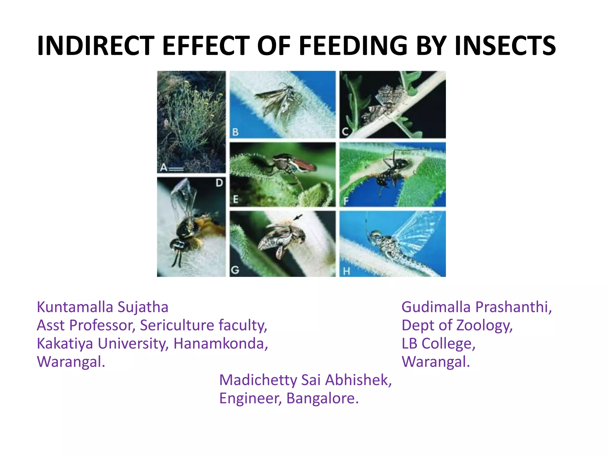 Image showcasing The impact of pets on the environment - The Ecologist