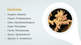 Indirect method of gene transfer.pptx