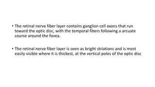 • The retinal nerve fiber layer contains ganglion cell axons that run
toward the optic disc, with the temporal fibers following a arcuate
course around the fovea.
• The retinal nerve fiber layer is seen as bright striations and is most
easily visible where it is thickest, at the vertical poles of the optic disc
 