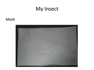 My Insect
Moth
 
