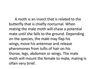 A moth is an insect that is related to the
butterfly that is chiefly nocturnal. When
mating the male moth will chase a potential
mate until she falls to the ground. Depending
on the species, the male may flap his
wings, move his antennae and release
pheromones from tufts of hair on his
thorax, legs, abdomen or wings. The male
moth will mount the female to mate, mating is
often very brief.
 