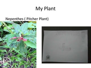 My Plant
Nepenthes ( Pitcher Plant)
 