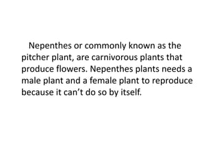 Nepenthes or commonly known as the
pitcher plant, are carnivorous plants that
produce flowers. Nepenthes plants needs a
male plant and a female plant to reproduce
because it can’t do so by itself.
 