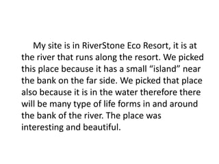 My site is in RiverStone Eco Resort, it is at
the river that runs along the resort. We picked
this place because it has a small “island” near
the bank on the far side. We picked that place
also because it is in the water therefore there
will be many type of life forms in and around
the bank of the river. The place was
interesting and beautiful.
 