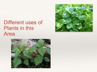 Different uses of 
Plants in this 
Area 

