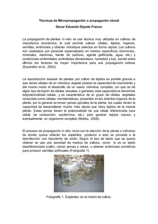 Técnicas de Micropropagación o propagación clonal
Oscar Eduardo Orjuela Franco
La propagación de plantas in vitro es una técnica muy utilizada en cultivos de
importancia económica, la cual permite cultivar células, tejidos, órganos,
semillas, embriones y obtener individuos selectos en forma rápida. Los cultivos
son realizados por personal especializado en medios específicos (hormonas,
minerales, vitaminas, fuente de carbono, agente gelificante, agua, etc.) y
condiciones ambientales controladas (temperatura, humedad y luz), siendo estos
últimos los factores de mayor importancia para una propagación exitosa
(Escandón et al., 2003).
La reproducción asexual de plantas por cultivo de tejidos es posible gracias a
que varias células de un individuo vegetal poseen la capacidad de crecimiento y
del mismo modo el desarrollo de un nuevo individuo completo, sin que se dé
algún tipo de fusión de células sexuales o gametas; esta capacidad se denomina
totipotencialidad celular, y es característica de un grupo de células vegetales
conocidas como células meristemáticas, presentes en los distintos órganos de la
planta, por lo general se toman yemas apicales de la planta, los cuales tienen la
capacidad de desarrollarse mucho más rápido que otros tejidos de la misma
planta. Estas yemas tienen la potencialidad de una célula diferenciada (una
célula de conducción, epidérmica, etc.) para generar tejidos nuevos y
eventualmente un organismo completo (Muñoz, 2006).
El proceso de propagación in vitro inicia con la elección de la planta o individuo
de donde quiera obtener los explantos, posterior a esto se procede a la
desinfección con hipoclorito de sodio. Según el tipo de tejido que se quiera
obtener se usa una variedad de medios de cultivos, como lo es un tejido
desdiferenciado (callo), crecer yemas y raíces, u obtener embriones somáticos
para producir semillas artificiales (Fotografía 1).
Fotografía 1. Explantos en el medio de cultivo.
 