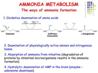 Individual path of aminoacids | PPT