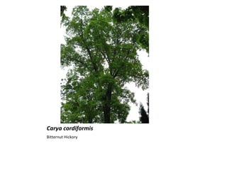 Carya cordiformis ,[object Object]