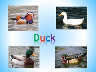 Duck
 