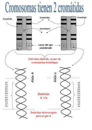 Cromátida
AT
TA
AT
GC
GC
CG
TA
GC
CG
TA
AT
TA
AA
AT
TA
AT
GC
GC
CG
GC
GC
CG
TA
AT
TA
Centrómero
Cromátidas
Aleloa
AleloA
Individuo heterocigoto
para el gen A
a a
Individuo diploide, un par de
cromosomas homólogos
Genotipo
A //a
Locus del gen
considerado
Cromátida
 