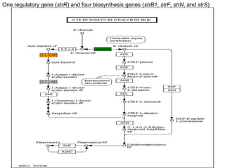 One regulatory gene (strR) and four biosynthesis genes (strB1, strF, strN, and strS)
 