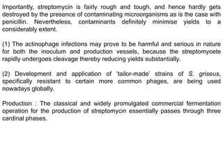 Importantly, streptomycin is fairly rough and tough, and hence hardly gets
destroyed by the presence of contaminating microorganisms as is the case with
penicillin. Nevertheless, contaminants definitely minimise yields to a
considerably extent.
(1) The actinophage infections may prove to be harmful and serious in nature
for both the inoculum and production vessels, because the streptomycete
rapidly undergoes cleavage thereby reducing yields substantially.
(2) Development and application of ‘tailor-made’ strains of S. griseus,
specifically resistant to certain more common phages, are being used
nowadays globally.
Production : The classical and widely promulgated commercial fermentation
operation for the production of streptomycin essentially passes through three
cardinal phases.
 