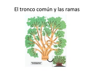 El tronco común y las ramas 
 