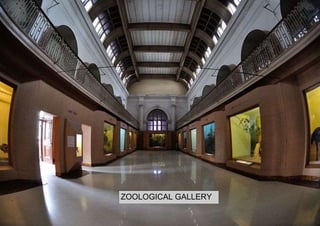 ZOOLOGICAL GALLERY
 