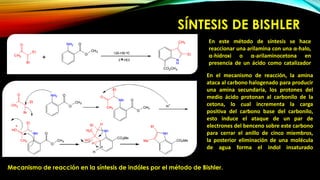 SÍNTESIS DE BISHLER
En este método de síntesis se hace
reaccionar una arilamina con una α-halo,
α-hidroxi o α-arilaminocetona en
presencia de un ácido como catalizador
En el mecanismo de reacción, la amina
ataca al carbono halogenado para producir
una amina secundaria, los protones del
medio ácido protonan al carbonilo de la
cetona, lo cual incrementa la carga
positiva del carbono base del carbonilo,
esto induce el ataque de un par de
electrones del benceno sobre este carbono
para cerrar el anillo de cinco miembros,
la posterior eliminación de una molécula
de agua forma el indol insaturado
Mecanismo de reacción en la síntesis de indóles por el método de Bishler.
 