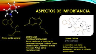 ASPECTOS DE IMPORTANCIA
Amino acido general
SEROTONINA
(5‐HIDROXITRPPTAMINA)
Se encuentra en el suero de los
animales de sangre caliente, como
vasoconstrictor, mantiene el tono
muscular. Actúa como
neurotransmisor
Leucocristina
antileucémicas
se encuentran en la planta
Catharanthus roseus, nativa de
Madagascar, y que ahora se cultiva en
muchos países
 