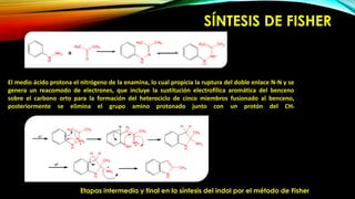 SÍNTESIS DE FISHER
El medio ácido protona el nitrógeno de la enamina, lo cual propicia la ruptura del doble enlace N-N y se
genera un reacomodo de electrones, que incluye la sustitución electrofílica aromática del benceno
sobre el carbono orto para la formación del heterociclo de cinco miembros fusionado al benceno,
posteriormente se elimina el grupo amino protonado junto con un protón del CH2
Etapas intermedia y final en la síntesis del indol por el método de Fisher
 