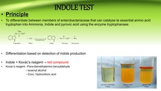 INDOLE TEST
• Principle
• To differentiate between members of enterobacteriaceae that can catalyse te essential amino acid
tryptophan into Ammonia, Indole and pyrovic acid using the enzyme tryptophanase.
• Differentiation based on detection of indole production
• Indole + Kovac‘s reagent→ red compound
• Kovac’s reagent: -Para-diamethylamino benzyldehyde
- Isoamyl alcohol
- Conc. Hydrochloric acid
 