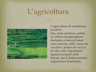 
L’agricoltura
L’agricoltura di sussistenza
produce:
riso, mais, manioca, patate.
Le colture di piantagione
destinate ai mercati esteri
sono caucciù, caffè, canna da
zucchero, palma da cocco e
da olio, soia. Importanti i
legnami pregiati delle
foreste, ma il disboscamento
impoverisce il territorio.
 