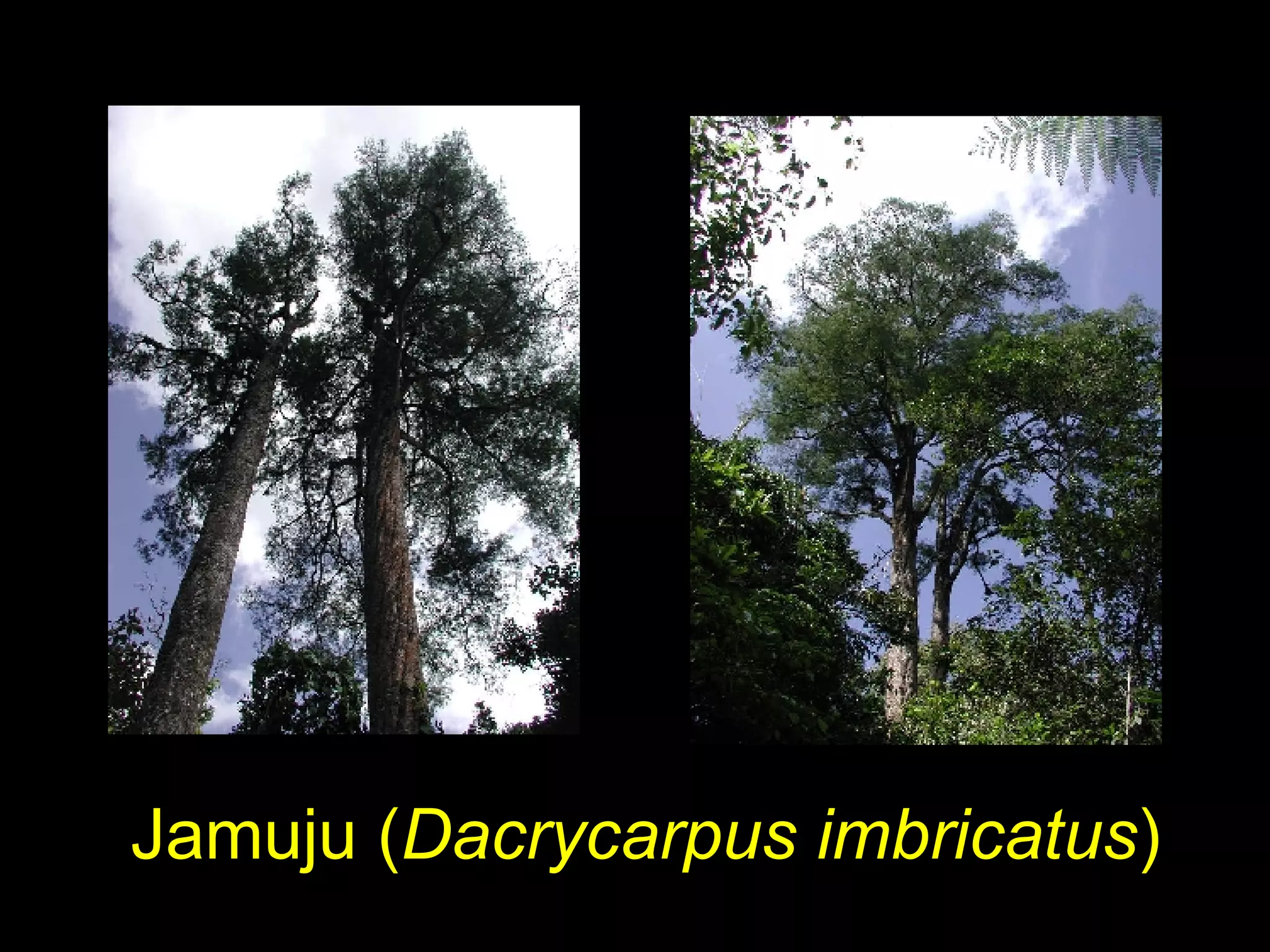 Jamuju ( Dacrycarpus imbricatus )