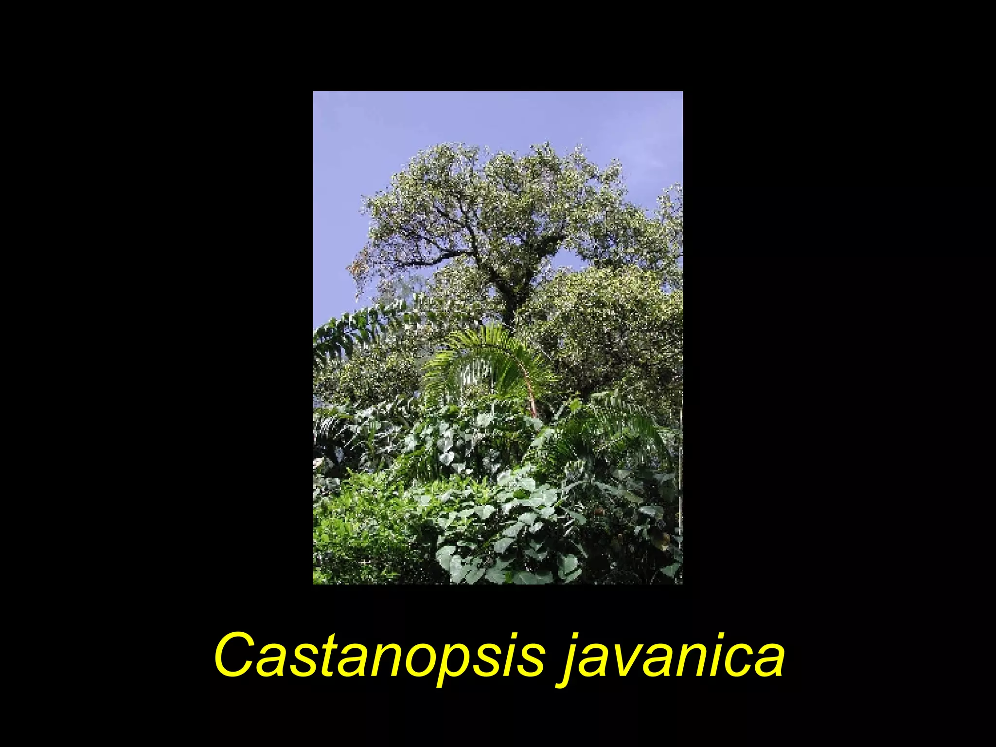 Castanopsis javanica