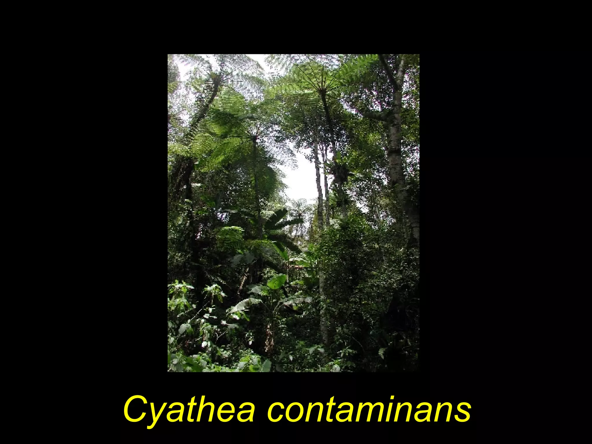 Cyathea contaminans
